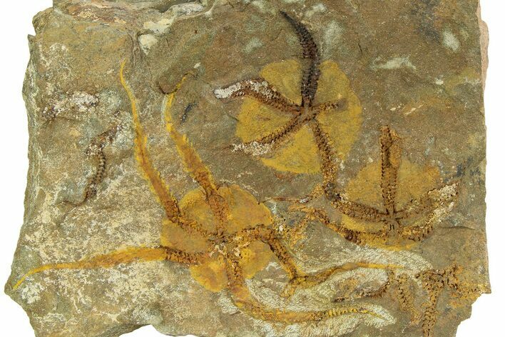 Detailed Ordovician Brittle Stars (Ophiura) - Morocco #350639